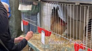Билефельдер криль#петухи#выставка в Германии#