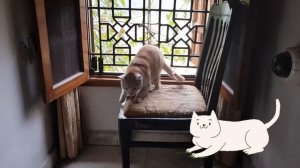 WHO IS OUTSIDE THE WINDOW? SOMEBODY PEEPING INTO OUR ROOM FROM THE WINDOW | ME MU THE CAT VLOG 😽