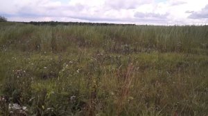 Русская ива. Видео-обзор плантации.