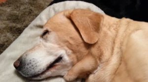 Bentley the yellow lab loves to smile