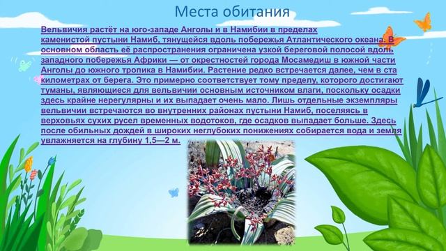 Видеопрезентация для детей об удивительном растении.