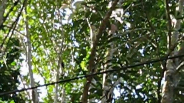 Woodpeckers in Jayuya, Puerto Rico смотреть онлайн