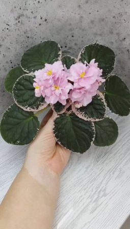 Фиалка Rivermist Pearls