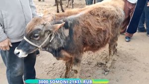 молбозори фрунза бозори бехтарин дехкон бозор нархи гусфан ва говиширте мода бара 16