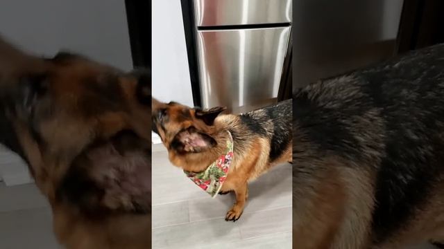 Hungry Rosie asked more of her Kangaroo soup. смотреть онлайн