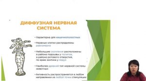 Беспозвоночные животные