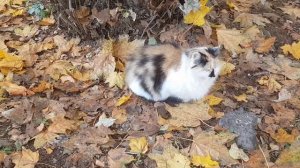 Кошка Клякса