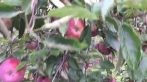 Apple Picking at Paul Watson Farms Ltd. #fallseason #bowmanville #ontario #thanksgiving