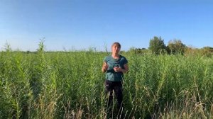 Русская ива. Видео-обзор нашей плантации, 10 августа 2019г.