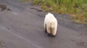 Белый медведь в поселке Усть-Кара, Ненецкий АО, Россия.