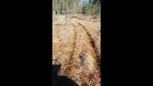 Самодельный вездеход движется по болоту