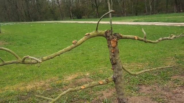 Apple Tree Monster 2022 04 06 Santenay смотреть онлайн