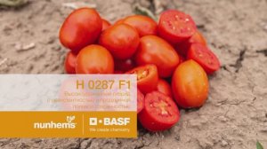 промышленный томат Н 0287 F1 селекции Nunhems| BASF. Мехуборка на полях АПК Астраханский