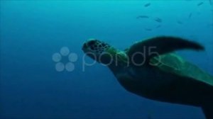 Green Turtle Reef Swim Apple Prores 422 Hq stock footage