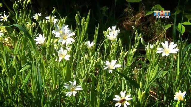 Volkswagen Teramont в Кордон Донаурово смотреть онлайн