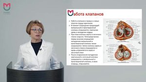 Лекция 5. Введение в изучение сердечно-сосудистой системы (ССС). Компоненты ССС и их организация.