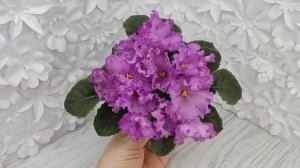 Фиалка НК-Императорский Сад