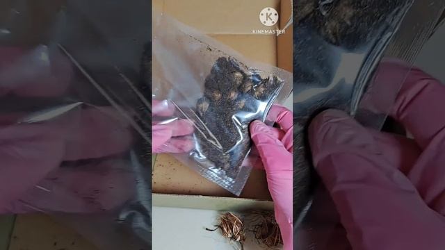 Кислица. Посадка в горшки
