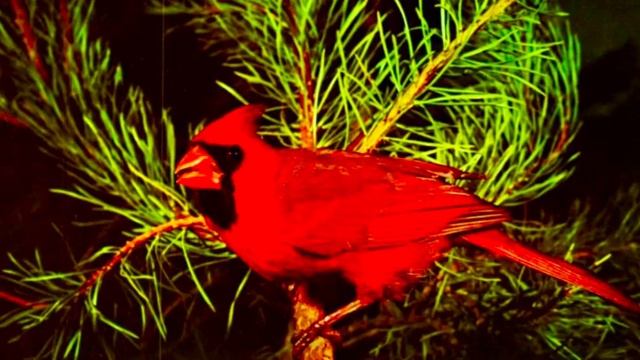 Red Bird 🌺 Poetry in Motion 🎸Blood 🩸Red Bird 🎼Smog 🎤🌹1997 смотреть онлайн