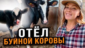 ОТЁЛ ДИКОЙ КОРОВЫ | Как прошли роды у первотёлки, кого родила корова?