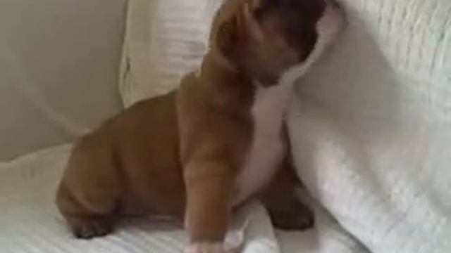 Asia University Apple Daily iTunes : Wufeng Weeper Notary- Taichung / СОГАЗ Нефть смотреть онлайн