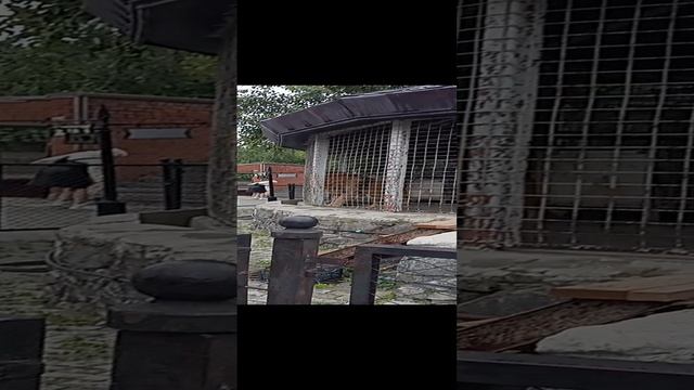 Гордый ЦАРЬ зверей Челябинского зоопарка 21.10.2024 #докторндн #пасхальвиварий #челябинск #лев #зооп