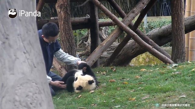 【Panda Countdown】Play With The Baby Panda! | Wanna Steal Pandas Together? | A Panda Egg | iPanda смотреть онлайн