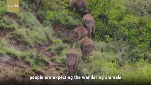 Assignment Asia: Animals under threat смотреть онлайн