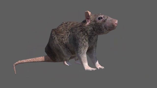 Horizontally Rotating Rat .Exe (available on Windows and Android now) смотреть онлайн