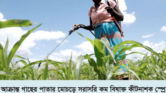 FAW Training Video 12: Insecticide Choices for Fall Armyworm Management Part 2 (Bangla) смотреть онлайн