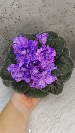 Фиалка ВаТ-Инопланетянин