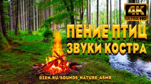 Пение Птиц У Лесной Реки Под Звуки Костра ASMR.