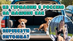 из Германии в Россию на машине с собакой, как перевезти питомца?