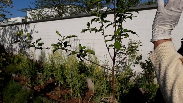 1yr.old Pink Lady Apple смотреть онлайн