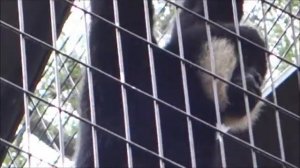 Lincoln Park Zoo White Cheeked Gibbon