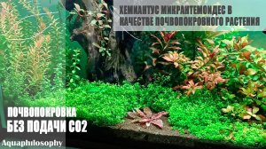 Почвопокровка без CO2. Хемиантус микрантемоидес. Hemianthus micranthemoides