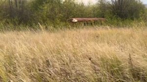 Участок для собственного жилого дома 10 соток, Анапа 12 км. СНТ Пищевик. Анапа, море рядом! 42739