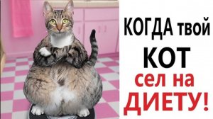 Приколы с котами с озвучкой .Смешные коты! Самые смешные животные на планете!