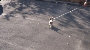 Элвис прогулка с палочкой