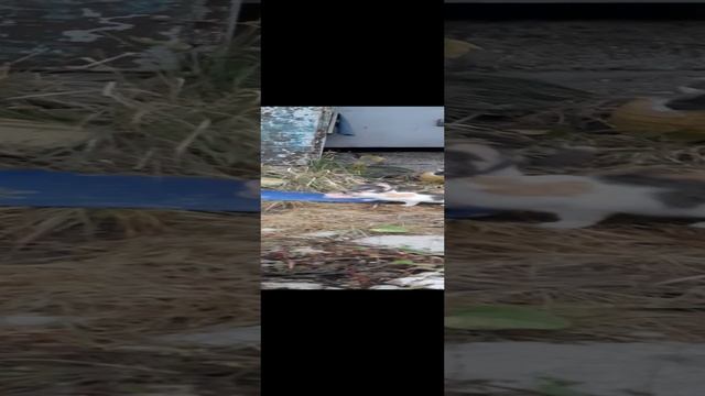Бедолаги
