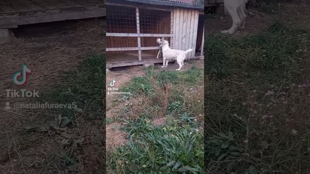 Вепалы для Аль-Алабедер.mp4