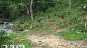 Harvest Ripe red apples - Go to the market to sell | Em Tên Toan