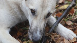 Ходовая охота на глухаря из-под западно-сибирской лайки