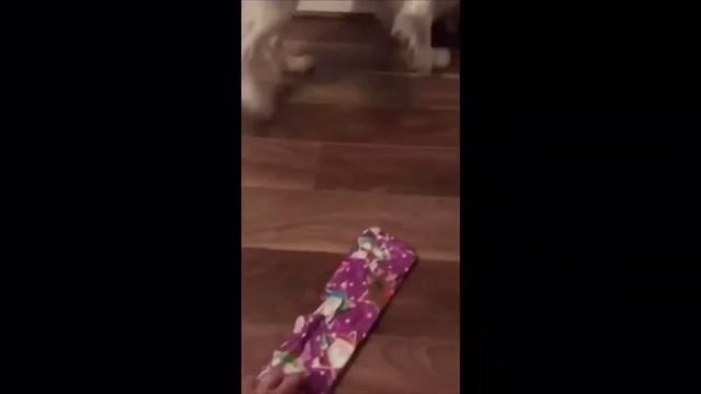 BONNIE THE SPRINGER SPANIEL DOG : opening presents смотреть онлайн
