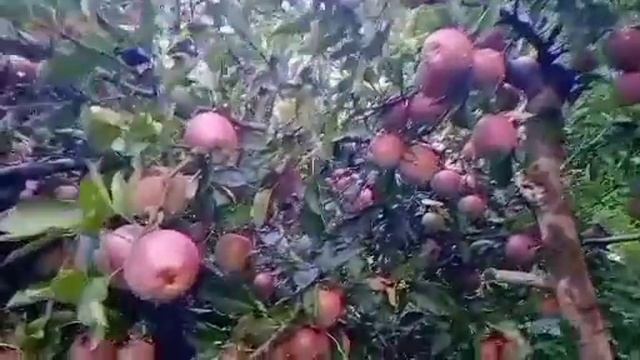 jubbal apple Hp смотреть онлайн