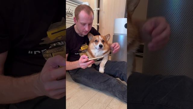 Коржик техноблогер играет в PUBG #коржмарти #корги #собака #юмор #corgi #funny #dog #pubgmobile