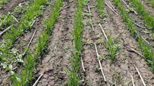 Обзор пшеницы Куяльник и неизвестного сорта от КФ Украины.Состояние после евролайтинга на 17.04.21.