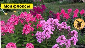 Обзор флоксов 2024. Сроки цветения