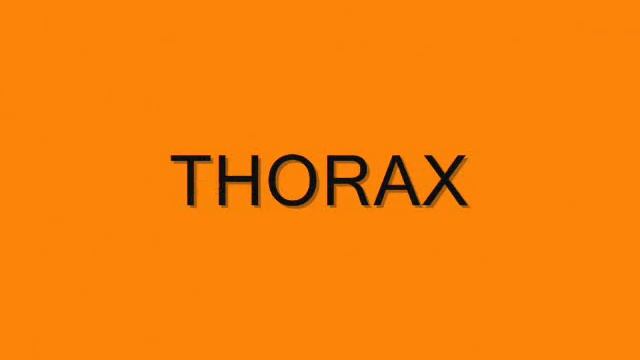 PARTS OF THE BODY VIDEO.wmv смотреть онлайн