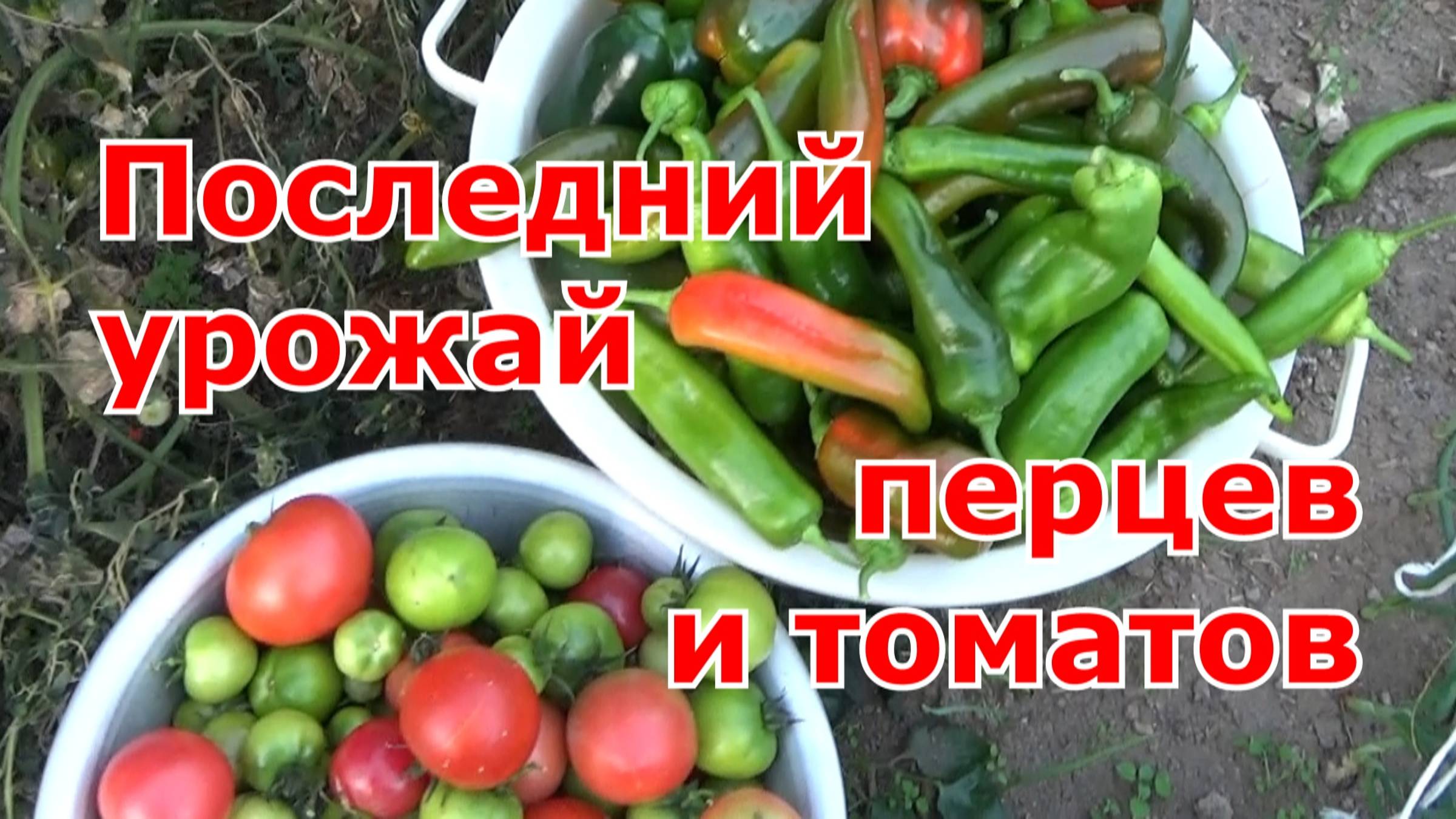 18 октября Подмосковье. Последний урожай перца и помидоров в неотапливаемых теплицах в этом сезоне.